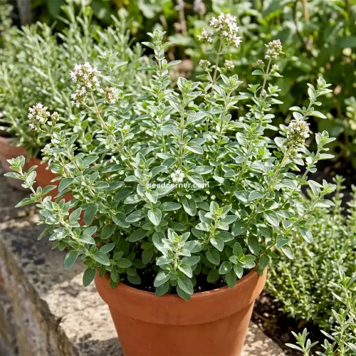 Oregano Italian Origanum Vulgare Seeds