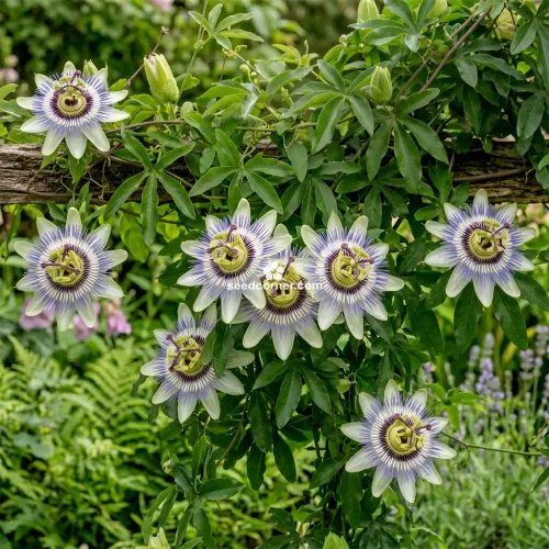 Passion Flower Blue Passiflora Caerulea Seeds