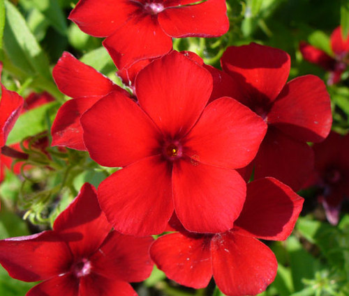 Phlox Red Phlox Drummondii Seeds