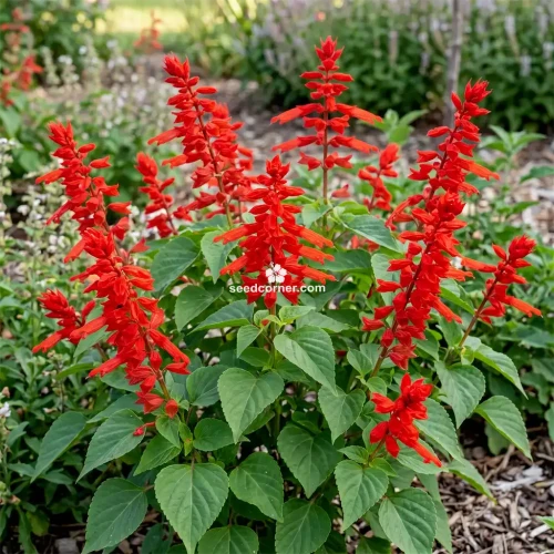  Sage Scarlet Salvia Coccinea Seeds