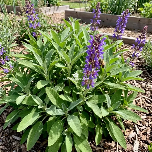 Sage Garden Salvia Officinalis Seeds