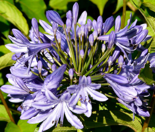 Lily of the Nile Agapanthus Headbourne Hybrids Seeds