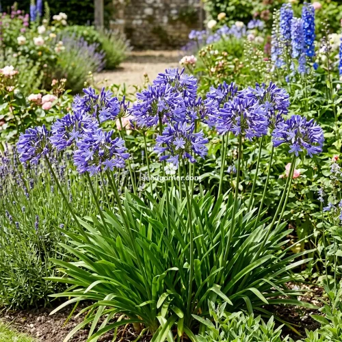 Lily of the Nile Agapanthus Headbourne Hybrids Seeds