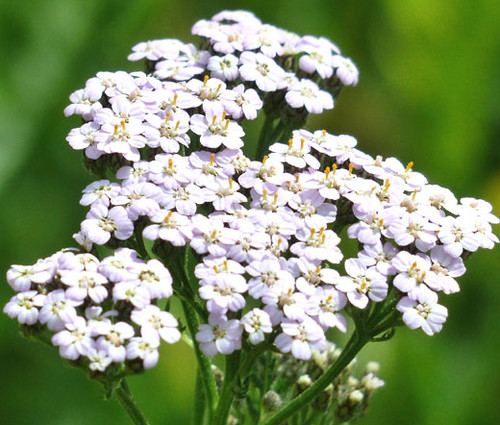 250 PINK CERISE QUEEN YARROW Achillea Millefolium Flower Seeds