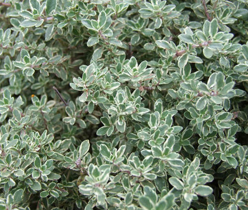 Thyme Thymus Vulgaris Seeds