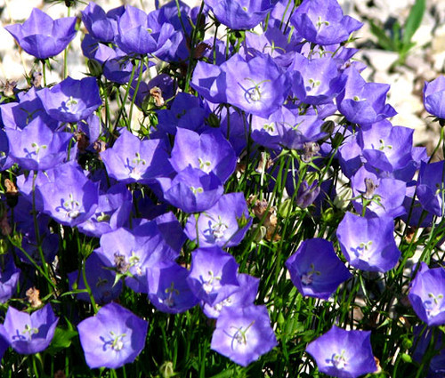 Bellflower Tussock Blue Campanula Carpatica Seeds