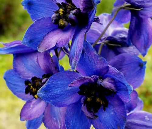 Delphinium Black Knight Delphinium Cultorum Seeds