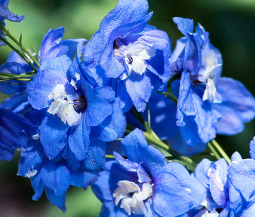 Delphinium Blue Bird Delphinium Cultorum Seeds