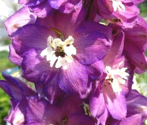 Delphinium Astolat Delphinium Cultorum Seeds