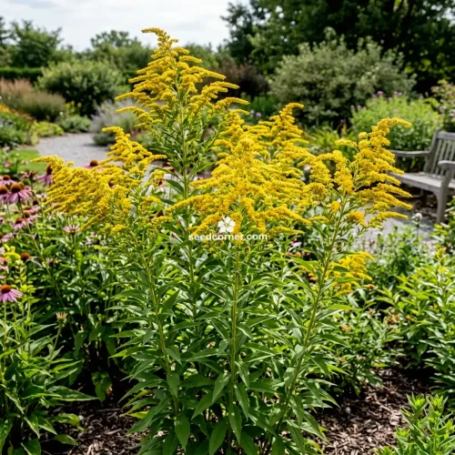 Canada Goldenrod Solidago Canadensis Seeds