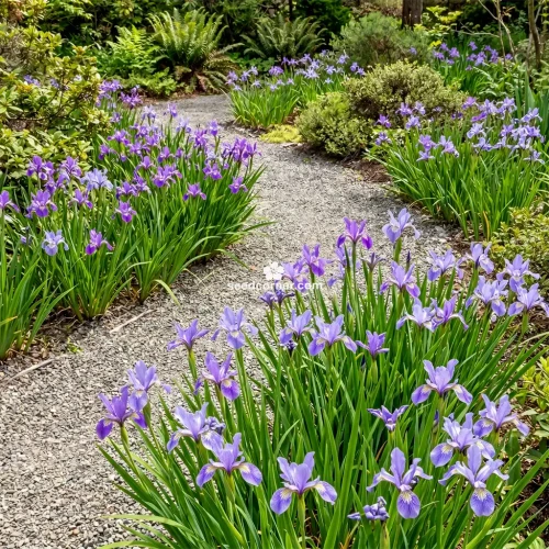 Iris Oregon Iris Tenax Seeds