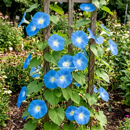 Morning Glory Heavenly Blue Ipomoea Tricolor Seeds