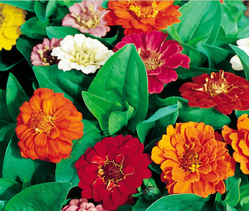 Zinnia Thumbelina Dwarf Mix Zinnia Elegans Seeds