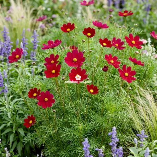 Cosmos Tetra Versailles Red Cosmos Bipinnatus Seeds 