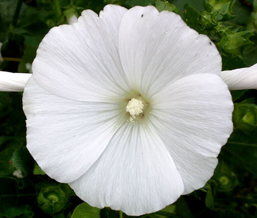 Rose Mallow White Lavatera Trimestris Seeds