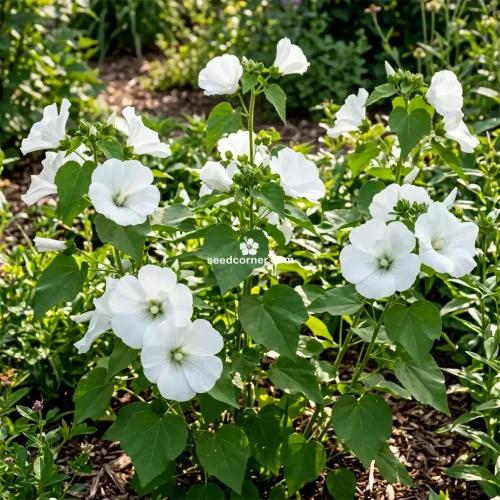 Rose Mallow White Lavatera Trimestris Seeds