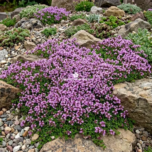 Creeping Thyme Thymus Serpyllum Bulk Seeds 