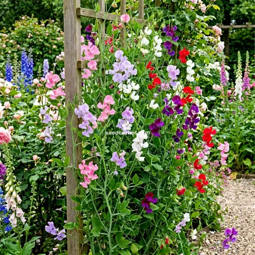 Sweet Pea Cuthbertson Mix Lathyrus Odoratus Seeds