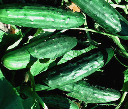 Cucumber Spacemaster Cucumis Sativus Seeds
