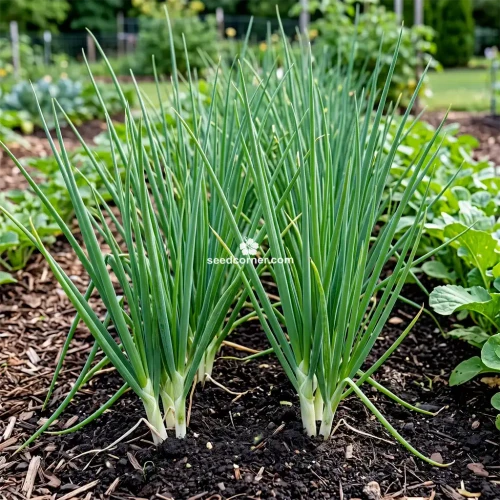 Onion Bunching He Shi Ko Allium Cepa Seeds