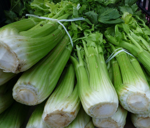 Celery Utah 52-70 Apium Graveolens Seeds