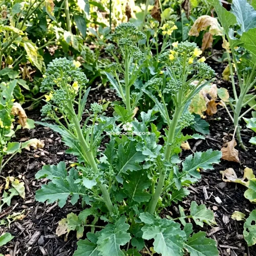 Broccoli Raab Early Fall Brassica Rapa Seeds