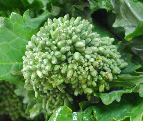 Broccoli Raab Spring  Brassica Rapa Seeds 