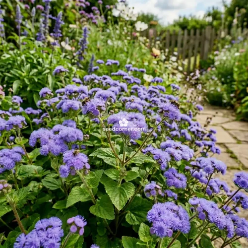 Ageratum Blue Mink Ageratum Houstonianum Seeds