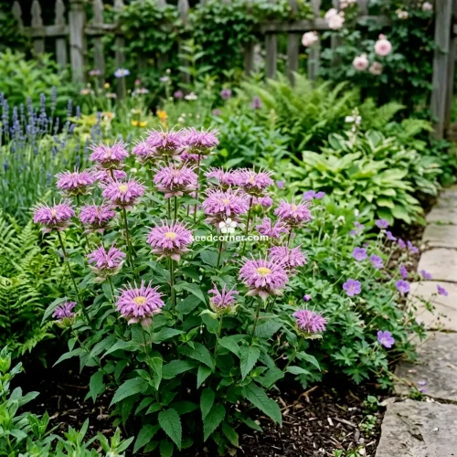 Bergamot Wild Bee Balm Monarda Fistulosa Seeds