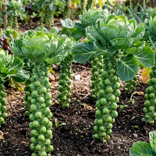 Brussels Sprouts Long Island Brassica Oleracea Seeds