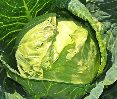 Cabbage Danish Ballhead Brassica Oleracea Seeds