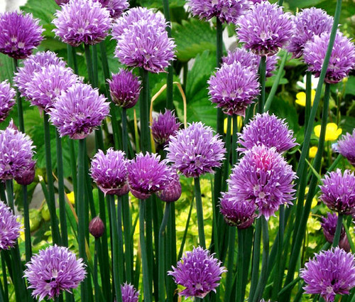 Chives Common Allium Schoenoprasum Seeds