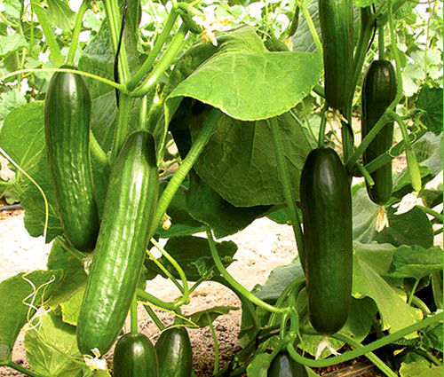 Cucumber Beit Alpha Cucumis Sativus Seeds