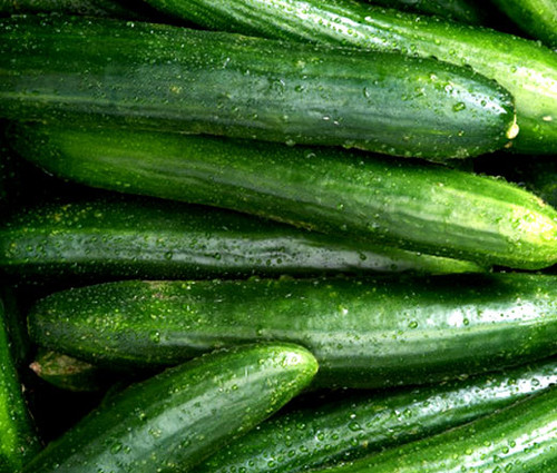Cucumber Straight Eight Cucumis Sativus Seeds