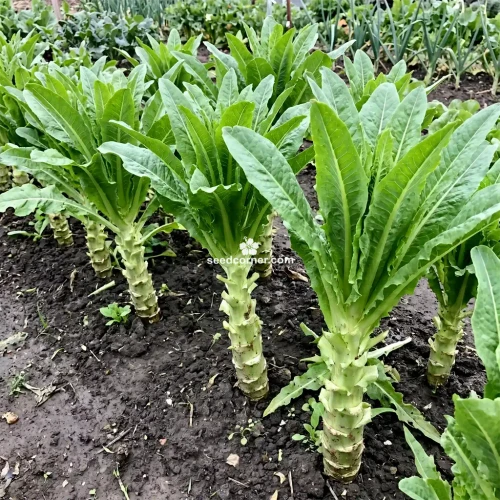 Lettuce Looseleaf Celtuce Lactuca Sativa Seeds