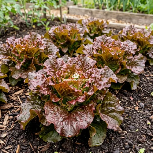 Lettuce Looseleaf Red Sails Lactuca Sativa Seeds 