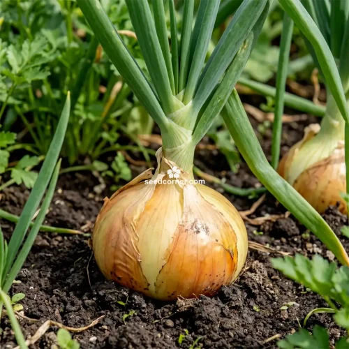  Onion Sweet Spanish Yellow Allium Cepa Seeds