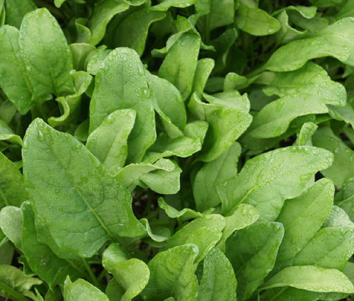 Spinach Hybrid 7 Spinacia Oleracea Seeds