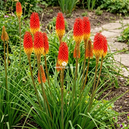 Red Hot Poker Torch Lily Kniphofia Uvaria Royal Castle Seeds 