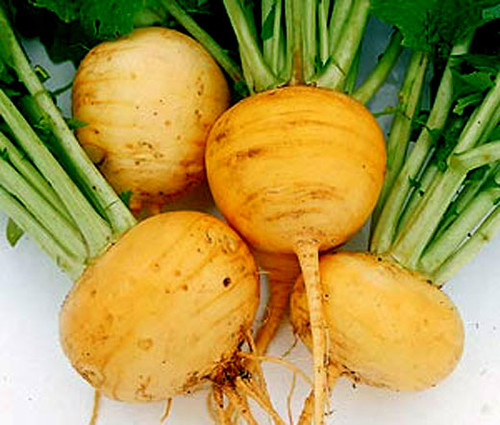 Turnip Golden Globe Brassica Rapa Seeds