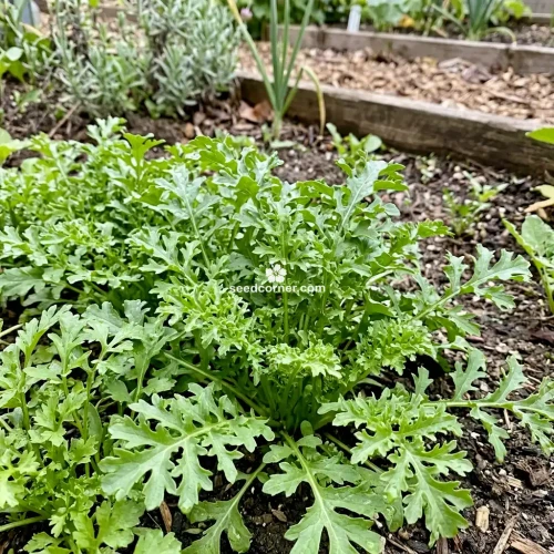 Cress Curled Peppergrass Lepidium Sativum Seeds