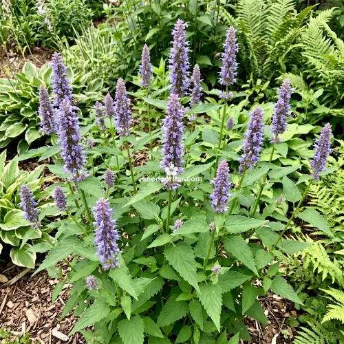 Lavender Hyssop Agastache Foeniculum Bulk Seeds