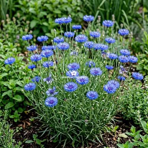 Cornflower Blue Tall Centaurea Cyanus Seeds