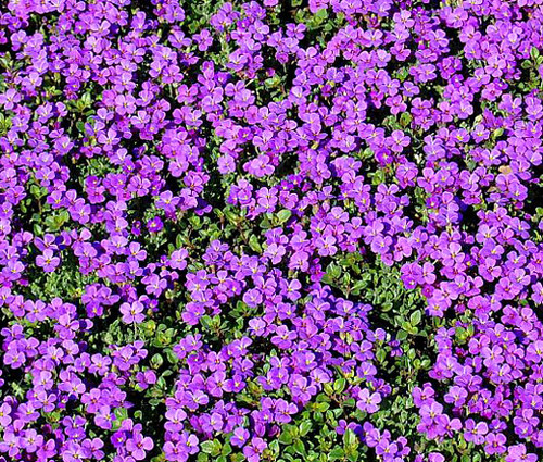  Rock Cress Purple Aubrieta Deltoidea Seeds