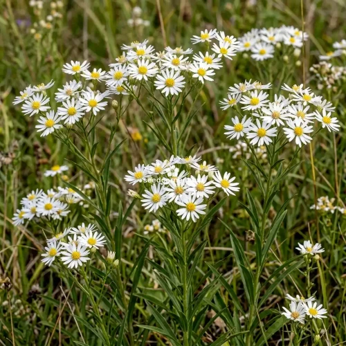 Aster White Upland Aster Ptarmicoides Seeds