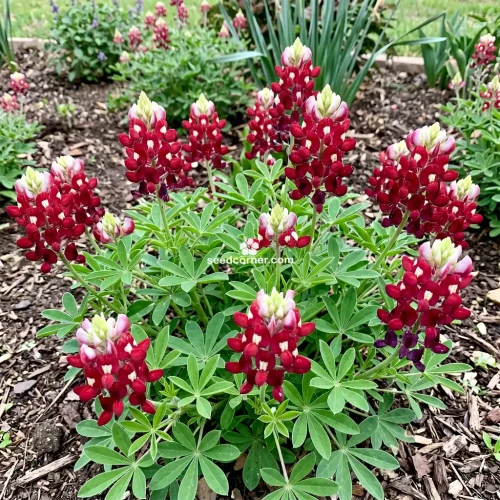 Maroon Red Texas Bluebonnet Seeds Lupinus Texensis