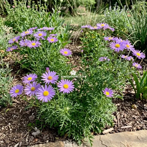 Tahoka Daisy Prairie Aster Machaeranthera Tanacetifolia Seeds 