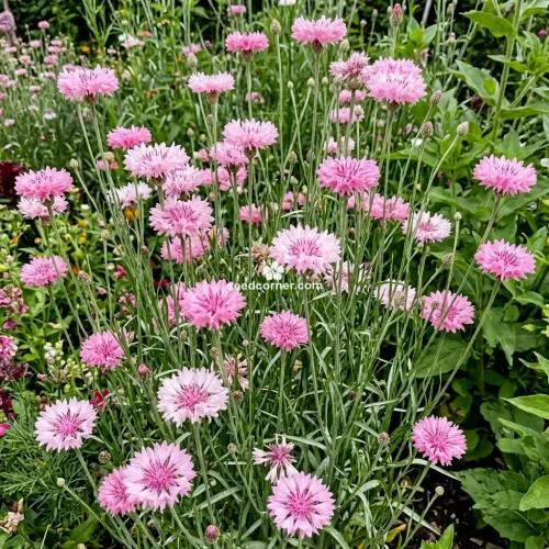 Cornflower Pink Tall Centaurea Cyanus Seeds 