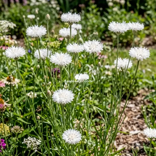 Cornflower White Tall Centaurea Cyanus Seeds