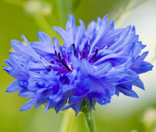 Cornflower Blue Dwarf Centaurea Cyanus Seeds